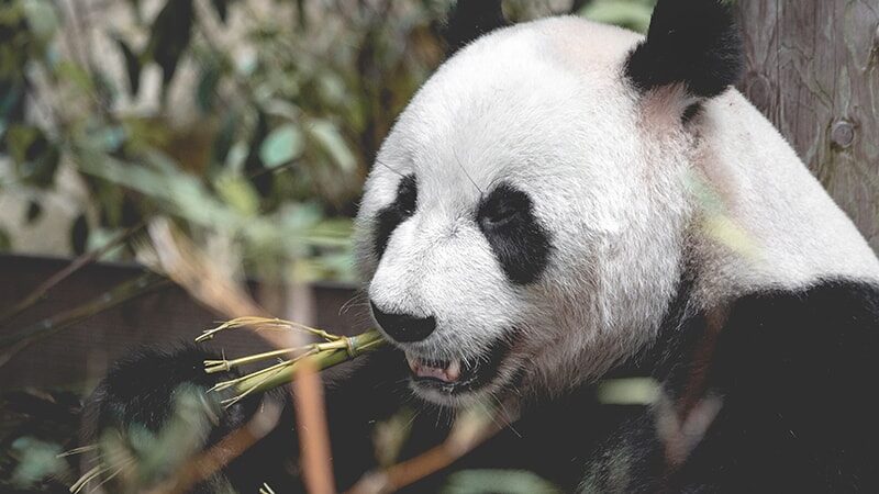 Ciri Ciri Hewan Panda - Panda Makan Daun