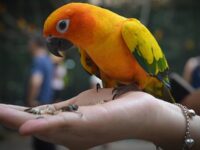 Macam Macam Burung Peliharaan - Burung Makan dari Telapak Tangan
