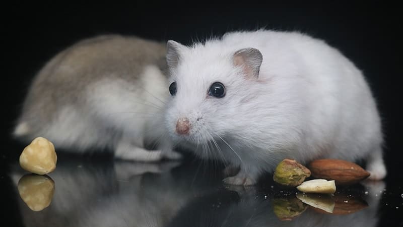 Jenis Jenis Hamster - Hamster Putih dan Hamster Kecokelatan