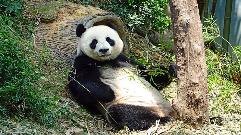 Contoh Descriptive Text Tentang Hewan Panda