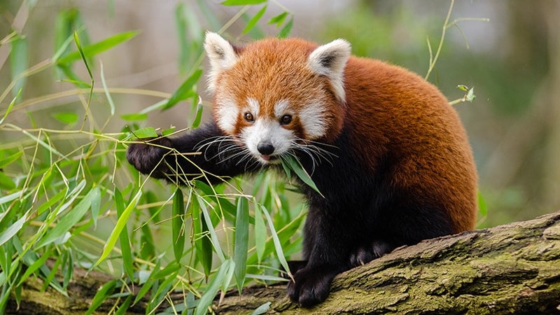 Ciri Ciri Hewan Panda - Panda Merah