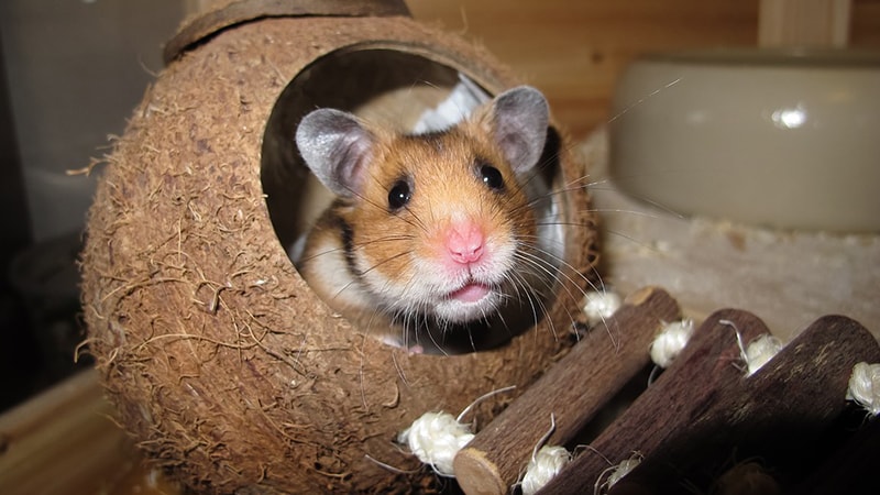 Jenis Jenis Hamster - Hamster Kecokelatan di Dalam Tempurung Kelapa