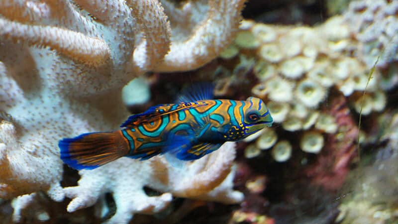 Jenis Jenis Ikan - Mandarin Fish