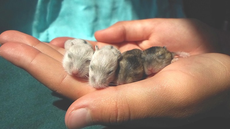 Jenis Jenis Hamster - Bayi Hamster Tidur di Tangan