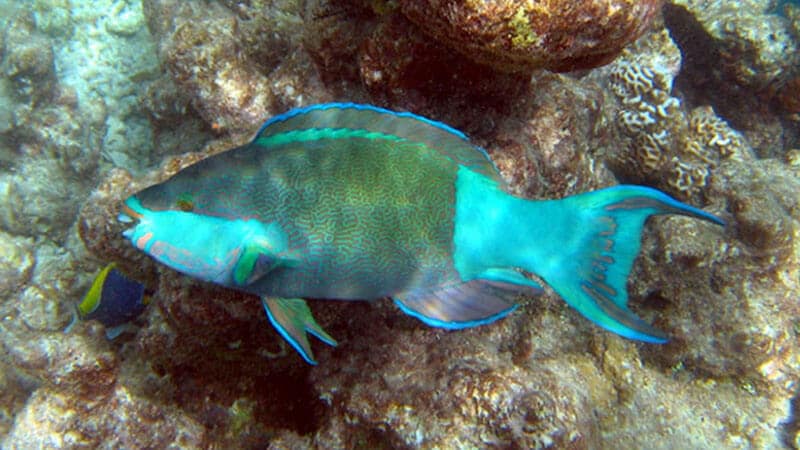 Jenis Jenis Ikan - Kakatua Fish