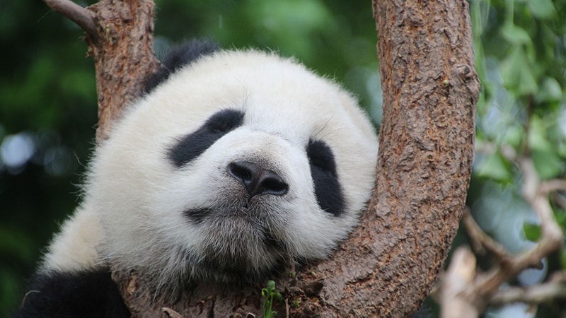 Ciri Ciri Hewan Panda - Panda Tertidur