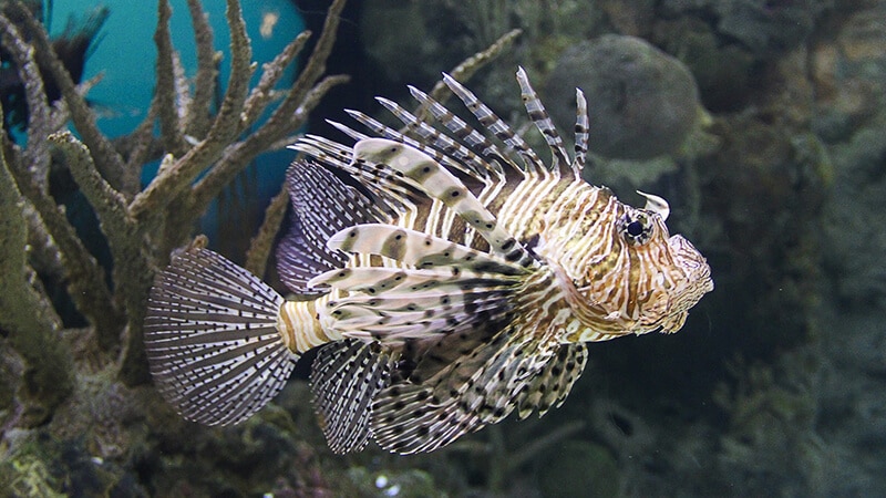 Jenis Jenis Ikan - Lion Fish