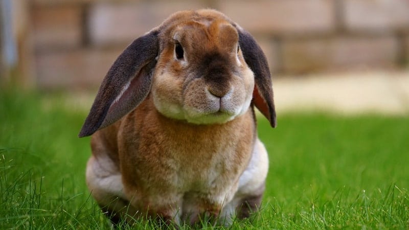 Jenis jenis kelinci - Kelinci lop