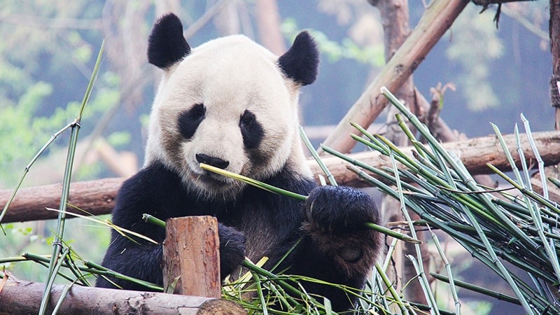 Ciri Ciri Hewan Panda - Panda Makan Bambu