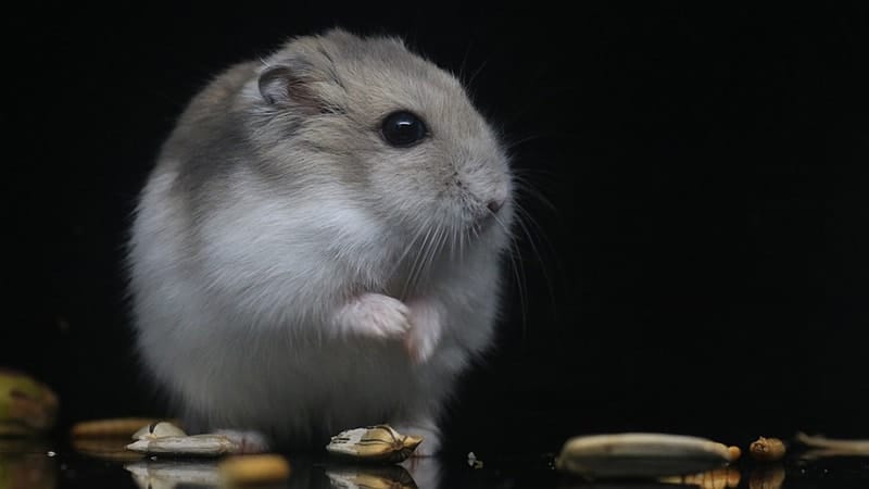 Jenis Jenis Hamster - Hamster Putih Keabu-abuan