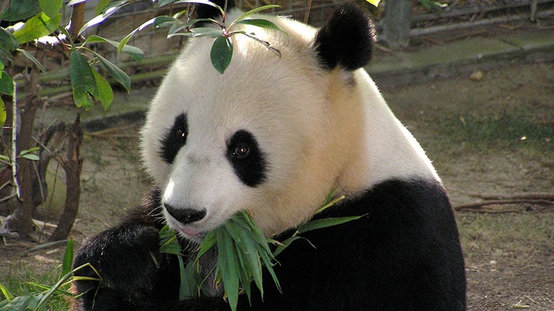 Ciri CIri Hewan Panda - Panda Sedang Makan