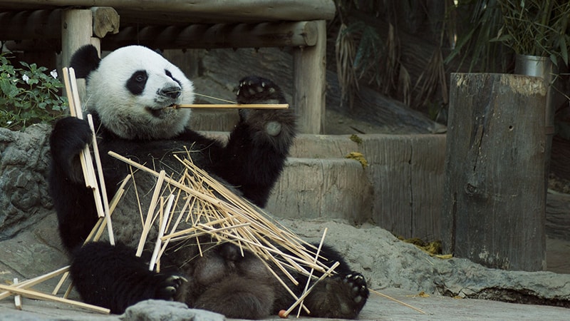 Ciri Ciri Hewan Panda - Panda Bersantai
