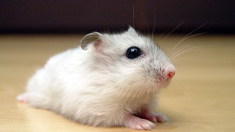 Jenis Jenis Hamster - Hamster Kerdil Putih Rusia