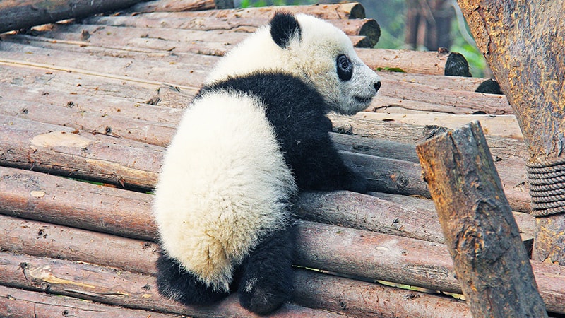 Ciri Ciri Hewan Panda - Panda Kecil
