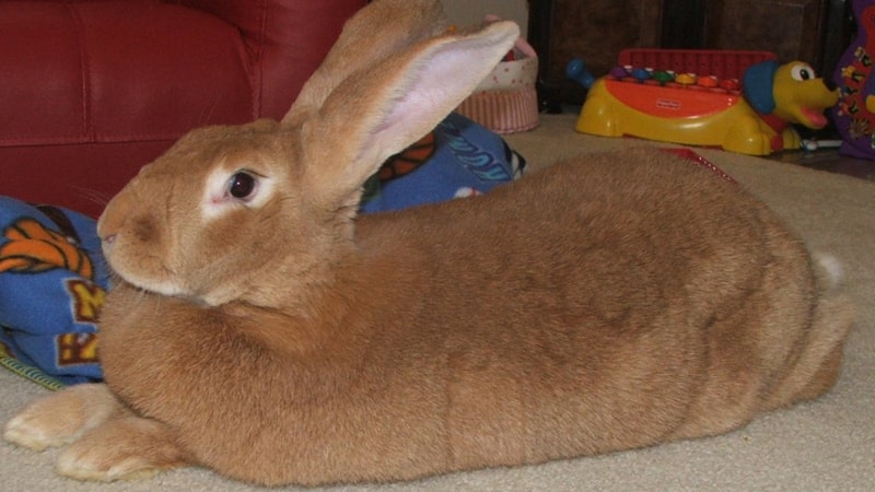 Jenis jenis kelinci - Flemish giant