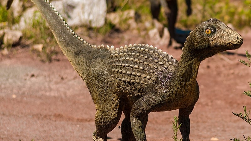 Macam Macam Dinosaurus dan Namanya - Anserimimus