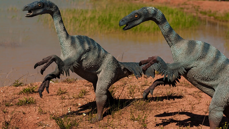 Macam Macam Dinosaurus dan Namanya - Gallimimus