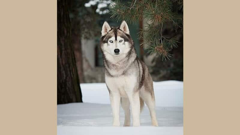 Jenis jenis anjing peliharaan - Siberian husky