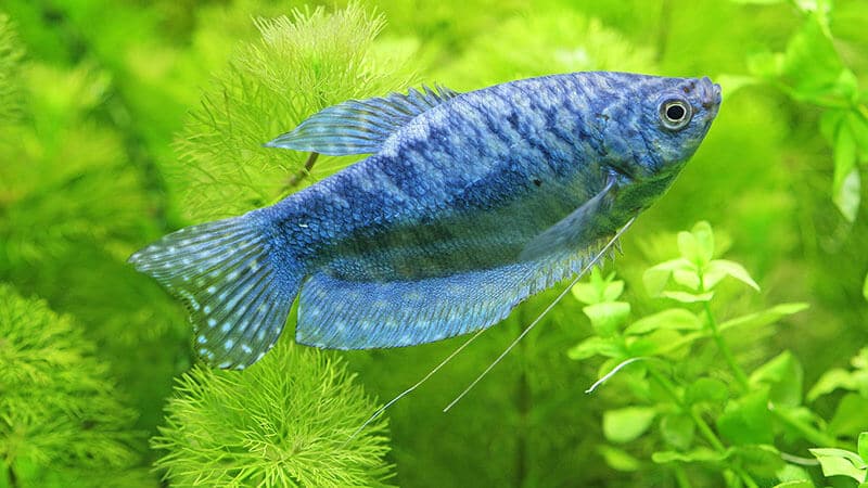 Jenis Jenis Ikan - Blue Gourami