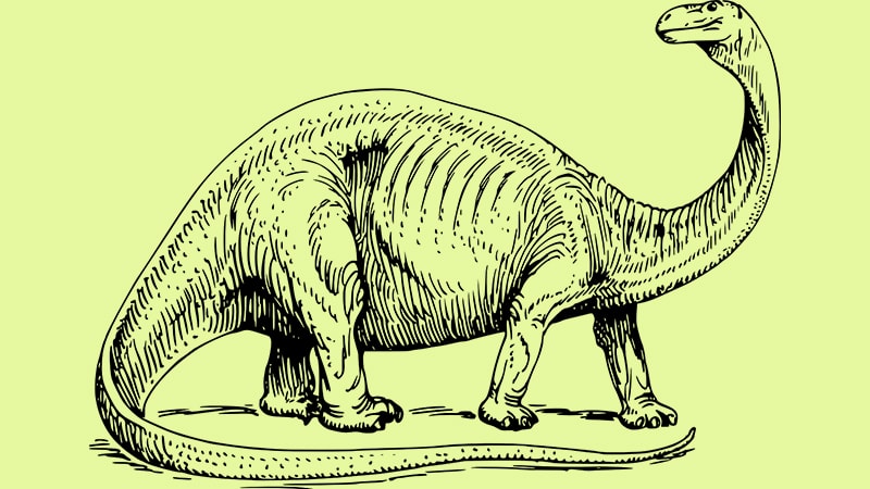 Macam Macam Dinosaurus dan Namanya - Camarasaurus