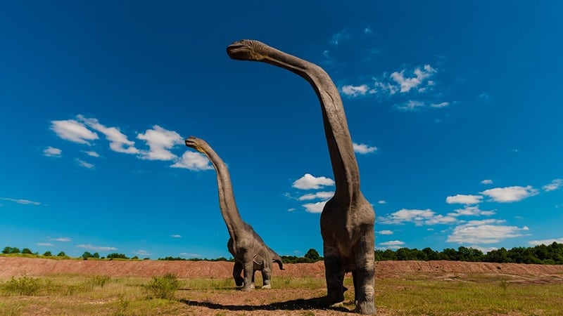 Macam Macam Dinosaurus dan Namanya - Mamenchisaurus