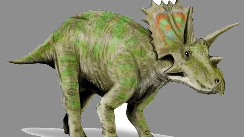 Macam macam Dinosaurus dan Namanya - Anchiceratops