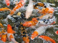 Jenis-Jenis Ikan Koi - Kumpulan Ikan Koi Di Dalam Kolam