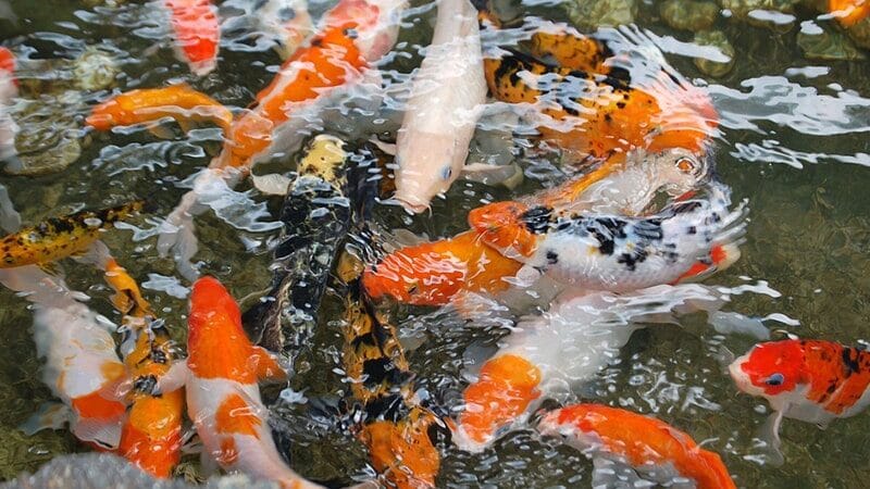 Jenis-Jenis Ikan Koi - Kumpulan Ikan Koi Di Dalam Kolam