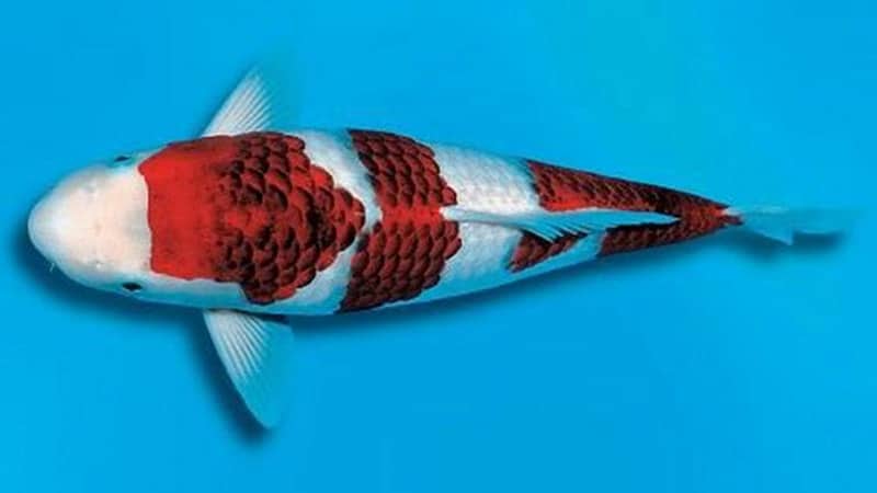 Jenis-Jenis Ikan Koi - Ikan Koi Koromo