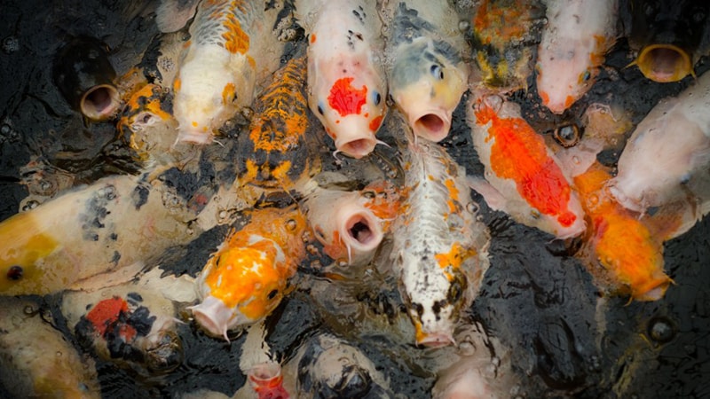 Jenis-Jenis Ikan Koi - Kumpulan Ikan Koi Minta Makan