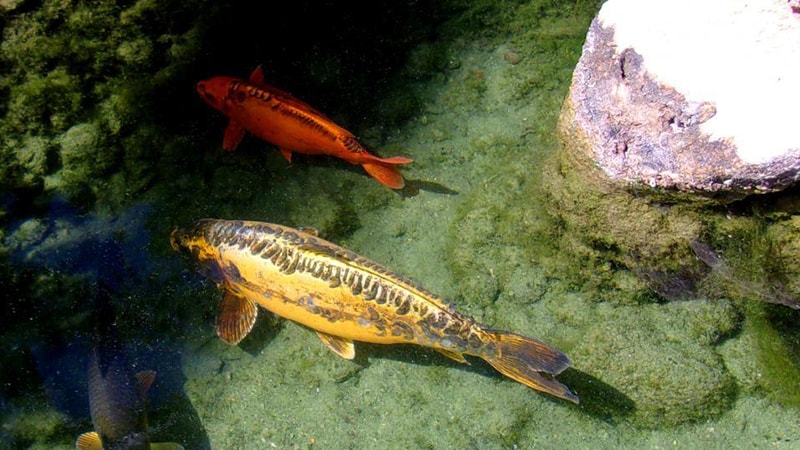 Jenis-Jenis Ikan Koi - Ikan Koi Berenang Santai