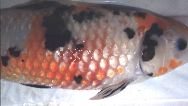 Jenis-Jenis Ikan Koi - Infeksi Bakteri Pada Ikan Koi