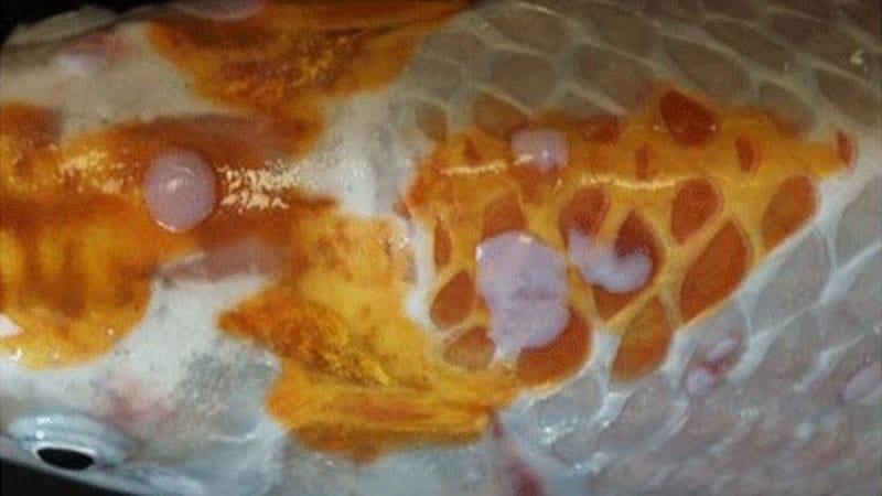 Jenis-Jenis Ikan Koi - Virus Cacar Pada Ikan Koi