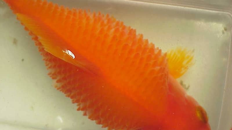 Jenis-Jenis Ikan Koi - Dropsy Pada Ikan Koi