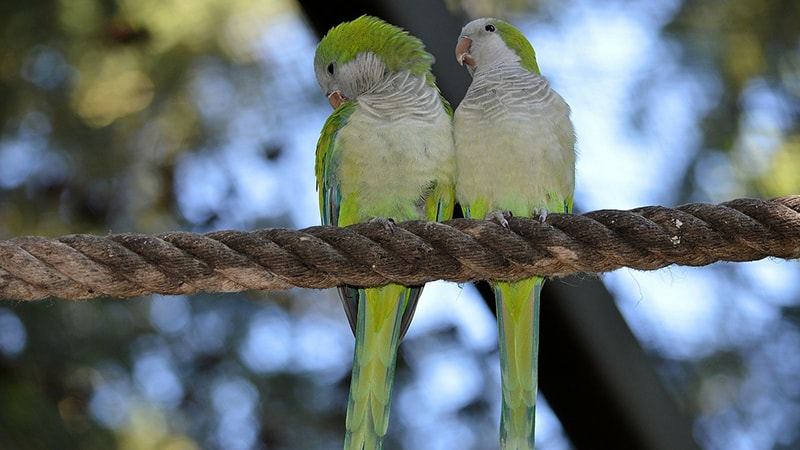 Cara Merawat Burung Lovebird - Lovebird Bertengger di Tali