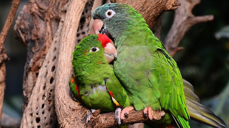 Cara Merawat Burung Lovebird - Lovebird Sedang Berduaan