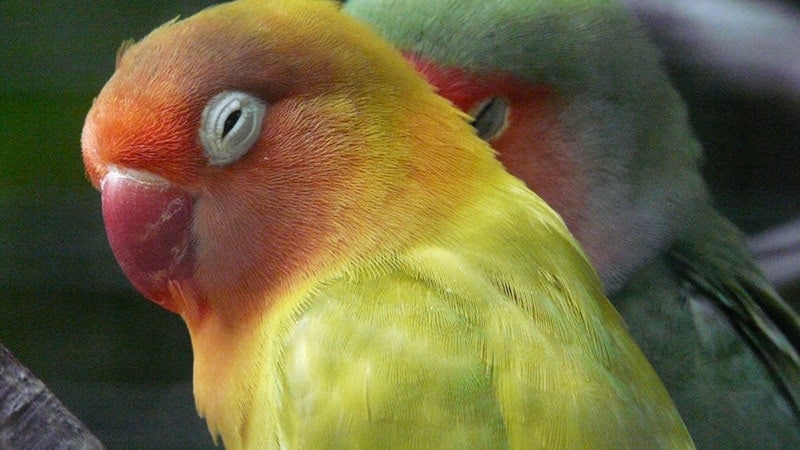 Cara Merawat Burung Lovebird - Lovebird Menutup Mata