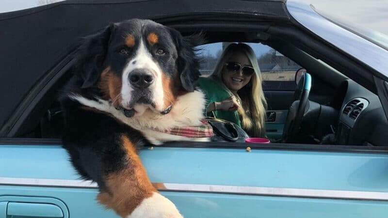 Foto anjing lucu banget - Berkendara bersama manusia