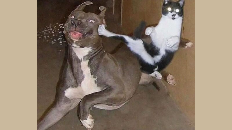 Foto anjing lucu banget - Kucing menendang anjing