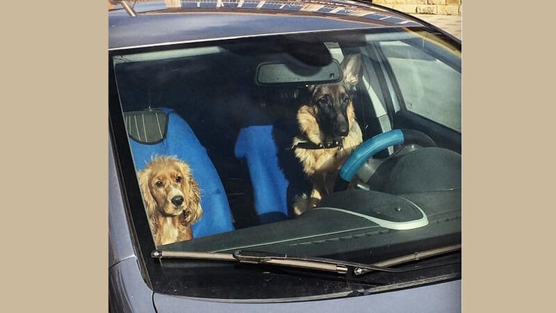 Foto anjing lucu banget - Hewan menyetir mobil