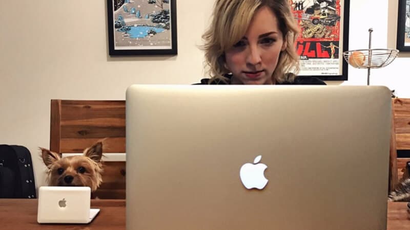 Foto anjing lucu banget - Yorkshire memakai laptop