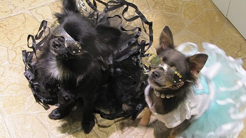 Foto anjing lucu banget - Chihuahua memakai gaun