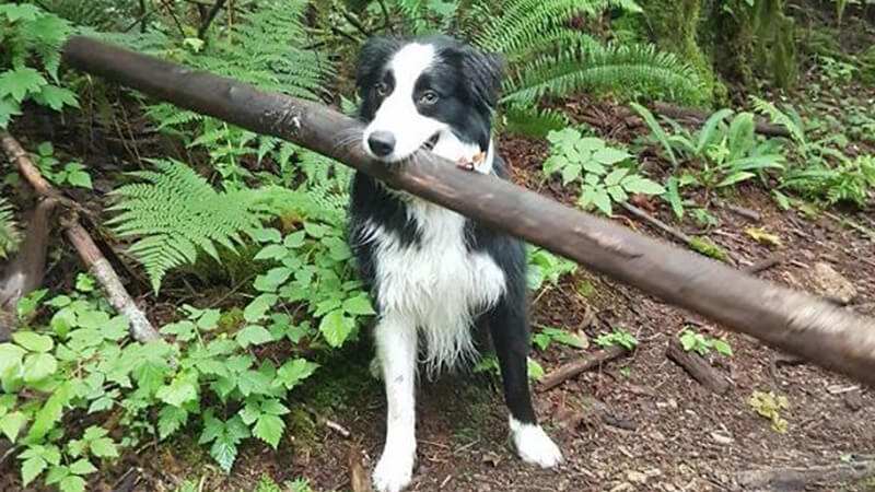 Foto anjing lucu banget - Anjing menggigit kayu