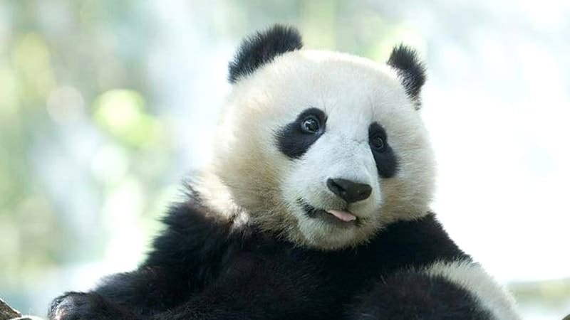 Gambar Panda Lucu dan Imut - Panda Menjulurkan Lidah