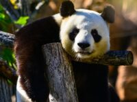 Gambar Panda Lucu dan Imut - Panda Sedang Melamun
