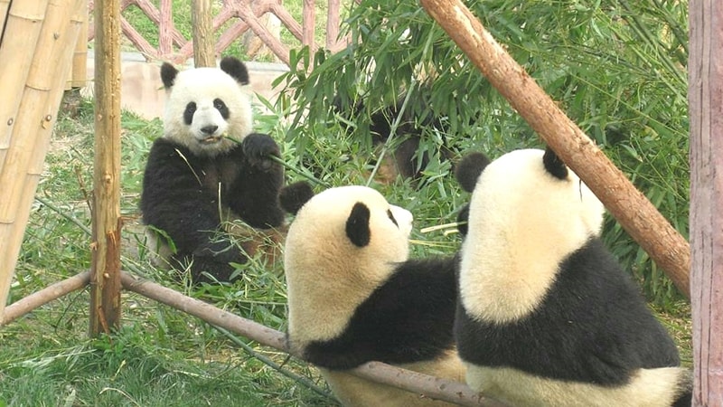 Gambar Panda Lucu dan Imut - Tiga Panda Sedang Duduk