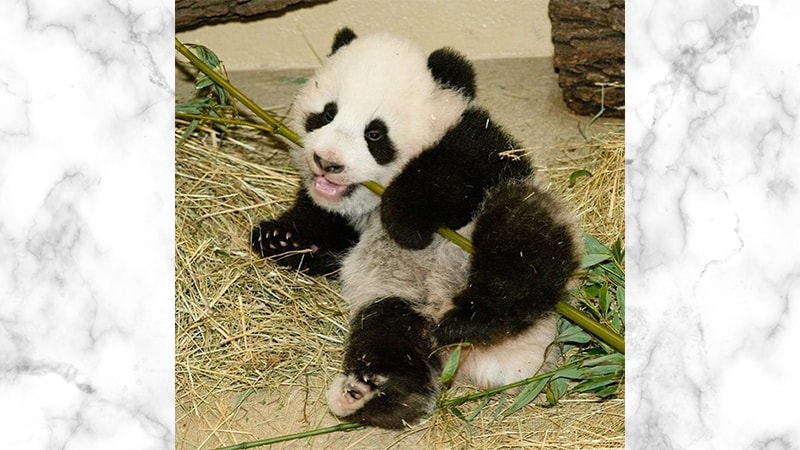 Gambar Panda Lucu dan Imut - Panda Sedang Makan