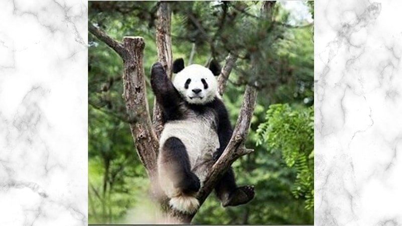 Gambar Panda Lucu dan Imut - Panda di Atas Pohon