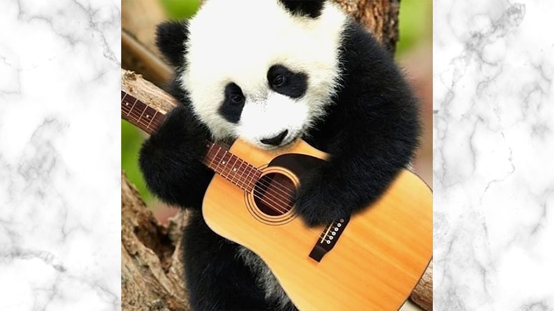 Gambar Panda Lucu dan Imut - Panda Bermain Gitar