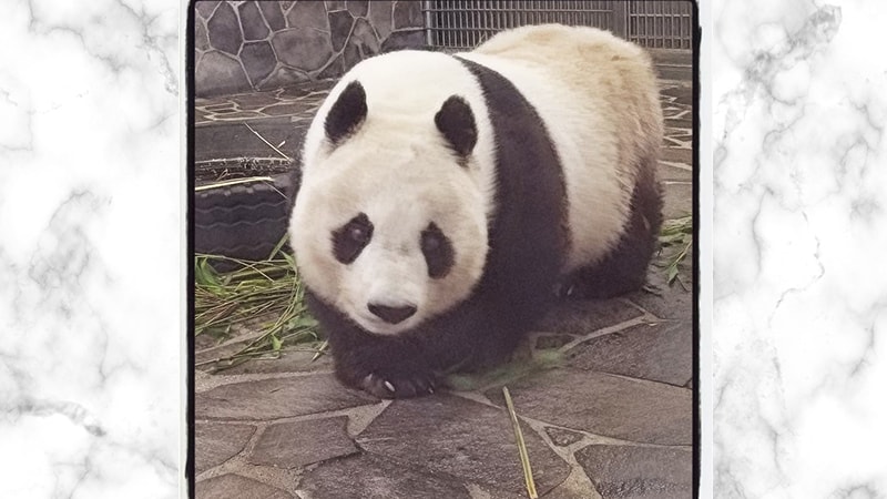 Gambar Panda Lucu dan Imut - Panda Berekspresi Sedih